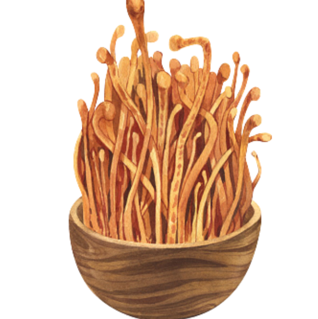 cordyceps